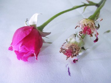 Rengarenk çiçekler, güzel doğa