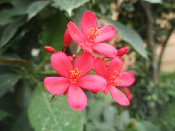 Fleurs Colorées Belle Nature — Photo