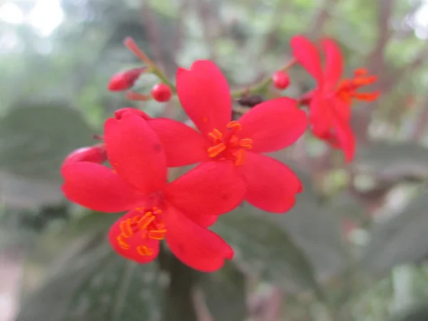 Flores Colores Hermosa Naturaleza — Foto de Stock