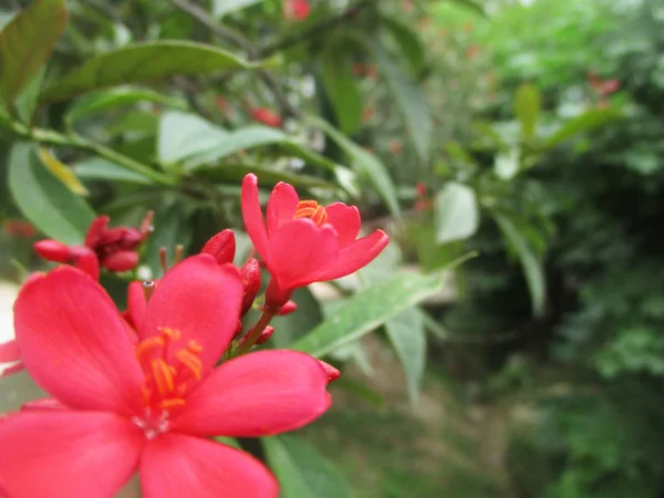 Flores Coloridas Natureza Bonita — Fotografia de Stock