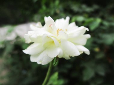 Rengarenk çiçekler, güzel doğa