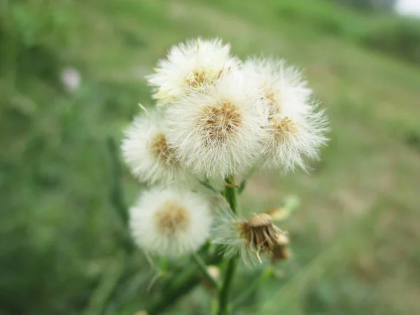 Colourful Flowers Beautiful Nature — Stock Photo, Image