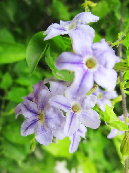 五颜六色的花朵 美丽的大自然 — 图库照片