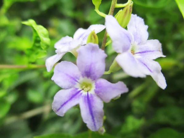 Flores Colores Hermosa Naturaleza —  Fotos de Stock