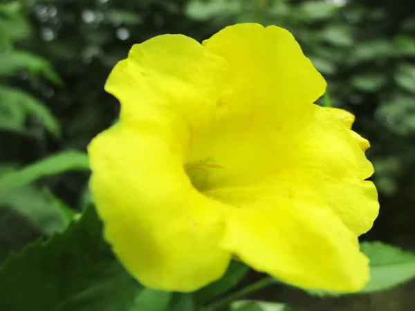 Fiori Colorati Bella Natura — Foto Stock