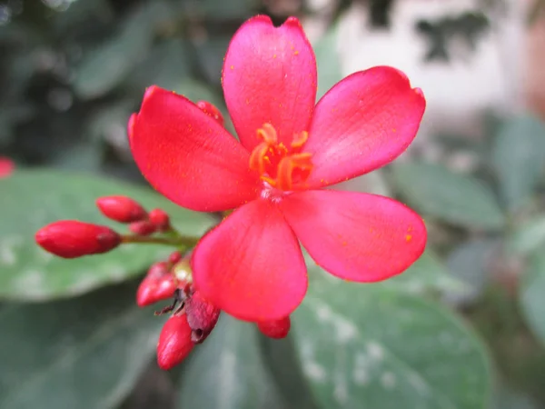 Bunte Blumen Schöne Natur — Stockfoto