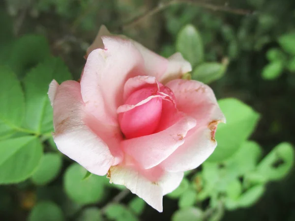 Bunte Blumen Schöne Natur — Stockfoto