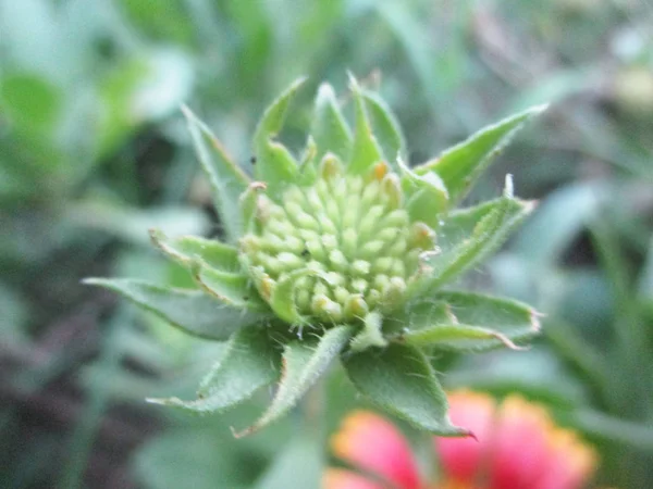 Färgglada Blommor Vackra Natur — Stockfoto