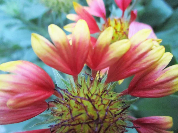 Красочные Цветы Прекрасная Природа — стоковое фото