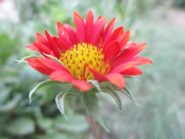 五颜六色的花朵 美丽的大自然 — 图库照片