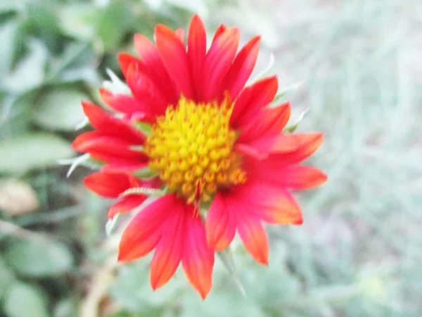 Färgglada Blommor Vackra Natur — Stockfoto