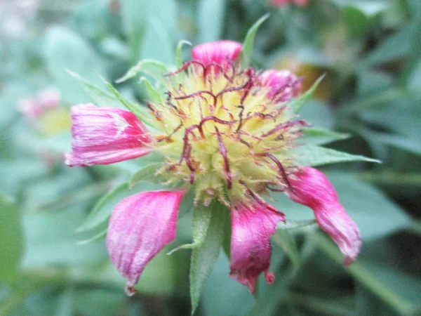 Kleurrijke Bloemen Mooie Natuur — Stockfoto