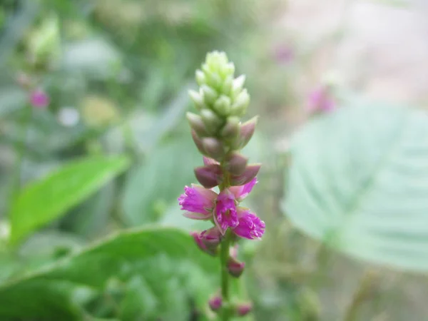 Fiori Colorati Bella Natura — Foto Stock