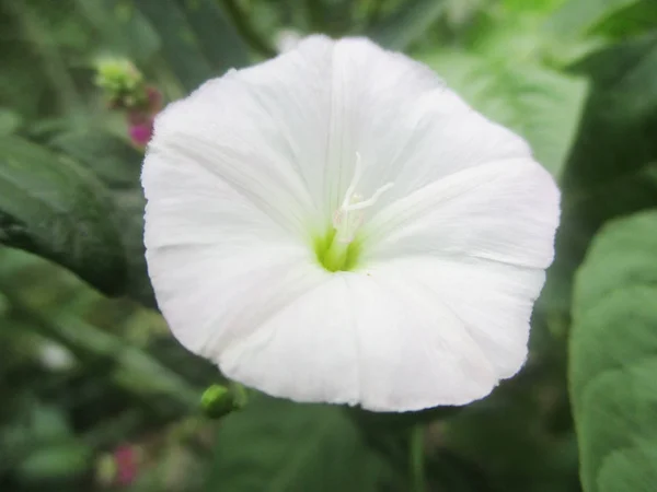 Flores Colores Hermosa Naturaleza — Foto de Stock