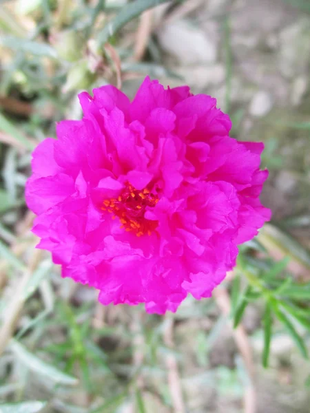 Bunte Blumen Schöne Natur — Stockfoto