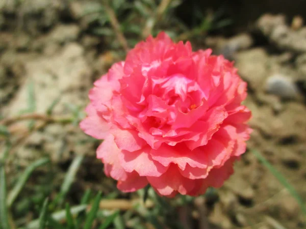 Bunte Blumen Schöne Natur — Stockfoto