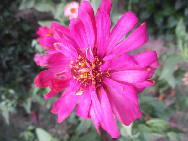 Colourful Flowers Beautiful Nature — Stock Photo, Image