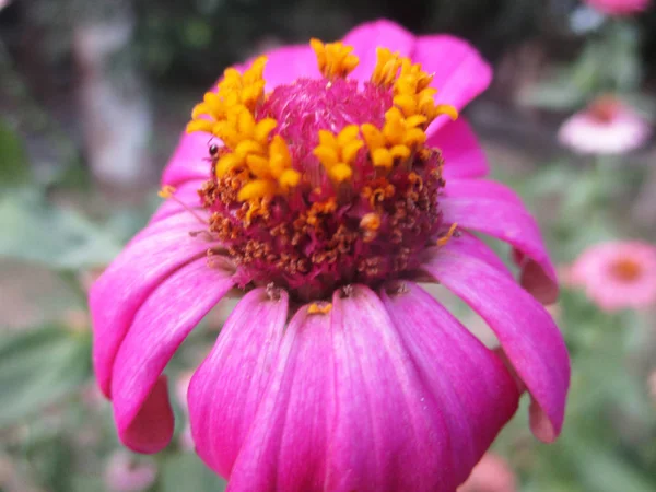 Farverige Blomster Smuk Natur - Stock-foto