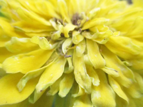 Colourful Flowers Beautiful Nature — Stock Photo, Image