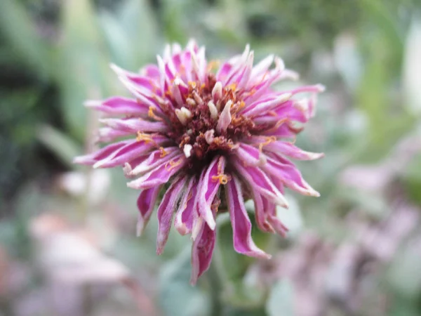 Kleurrijke Bloemen Mooie Natuur — Stockfoto