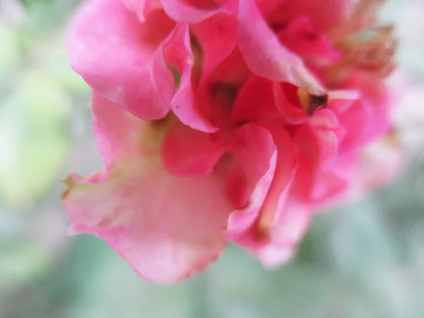 Πολύχρωμα Λουλούδια Όμορφη Φύση — Φωτογραφία Αρχείου