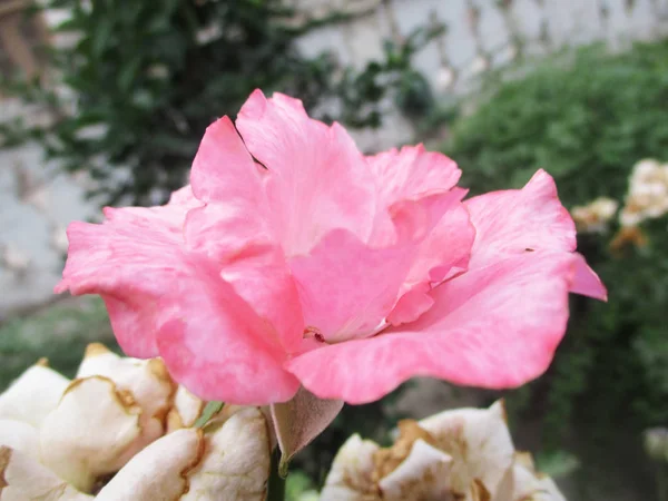 Flores Colores Hermosa Naturaleza — Foto de Stock