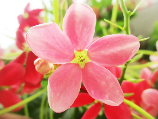 Πολύχρωμα Λουλούδια Όμορφη Φύση — Φωτογραφία Αρχείου
