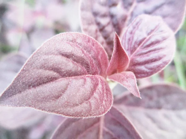 Flores Colores Hermosa Naturaleza — Foto de Stock