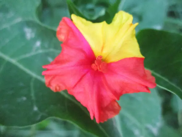 Flores Coloridas Natureza Bonita — Fotografia de Stock