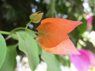 Rengarenk çiçekler, güzel doğa