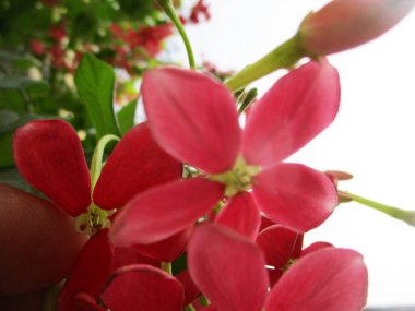 Rengarenk çiçekler, güzel doğa