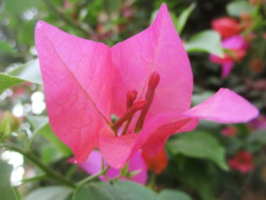 Rengarenk çiçekler, güzel doğa