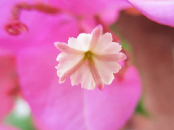 Warna Warni Bunga Indah Alam — Stok Foto