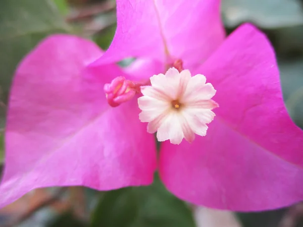 Fleurs Colorées Belle Nature — Photo