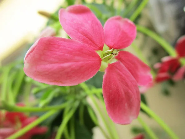Kolorowe Kwiaty Piękna Przyrody — Zdjęcie stockowe