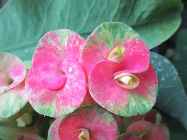 Kleurrijke Bloemen Mooie Natuur — Stockfoto