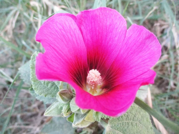 Fiori Colorati Bella Natura — Foto Stock