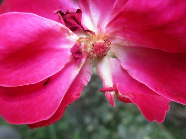 Bunte Blumen Schöne Natur — Stockfoto