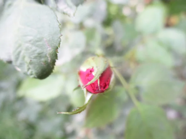 Färgglada Blommor Vackra Natur — Stockfoto