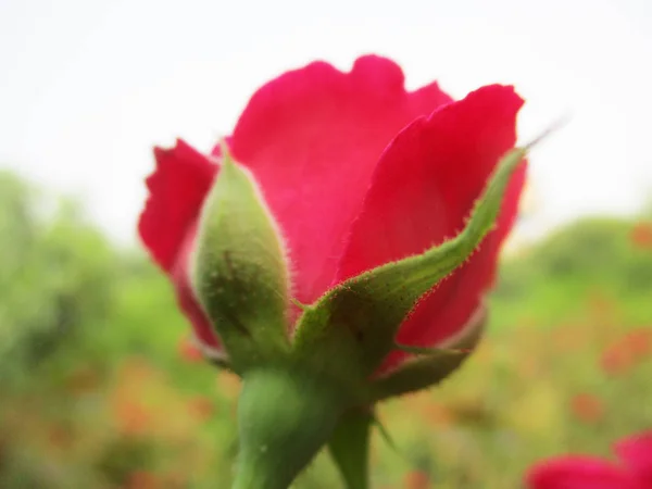 Färgglada Blommor Vackra Natur — Stockfoto