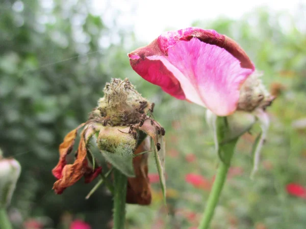 Färgglada Blommor Vackra Natur — Stockfoto