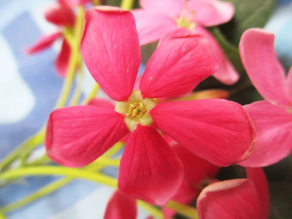 Fleurs Colorées Belle Nature — Photo