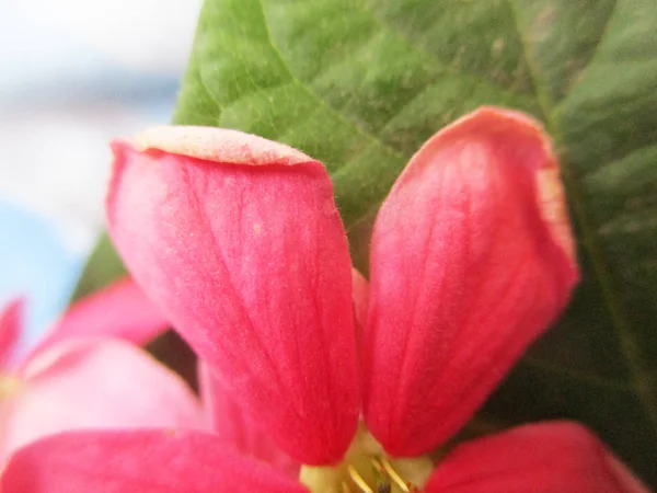 Colourful Flowers Beautiful Nature — Stock Photo, Image