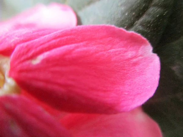 Bunte Blumen Schöne Natur — Stockfoto