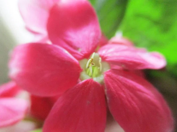 Colourful Flowers Beautiful Nature — Stock Photo, Image