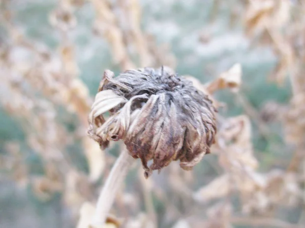 Kleurrijke Bloemen Mooie Natuur — Stockfoto