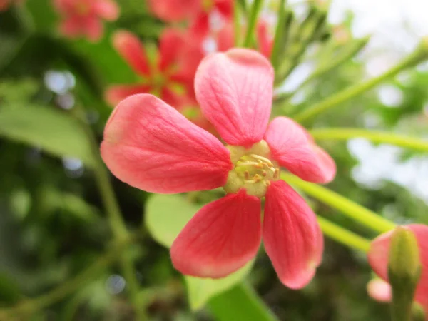 Kleurrijke Bloemen Mooie Natuur — Stockfoto