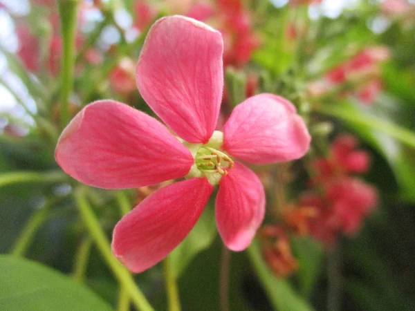 Fleurs Colorées Belle Nature — Photo