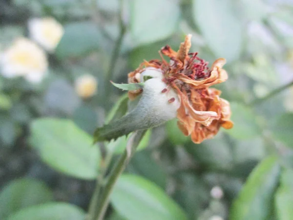 Kleurrijke Bloemen Mooie Natuur — Stockfoto