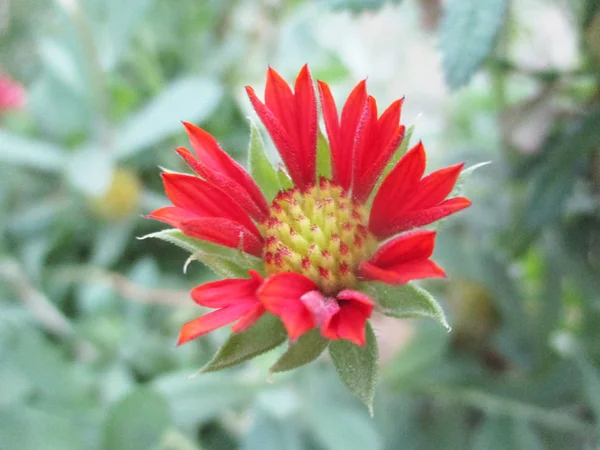 Rengarenk Çiçekler Güzel Doğa — Stok fotoğraf